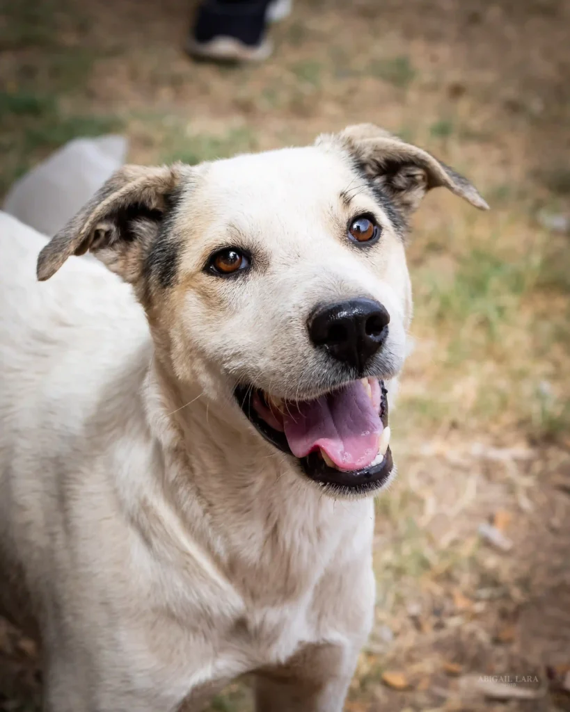 Perro blanco mestizo en adopción responsable