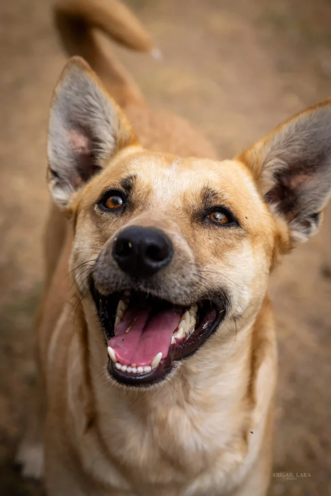 Perro feliz en adopción responsable