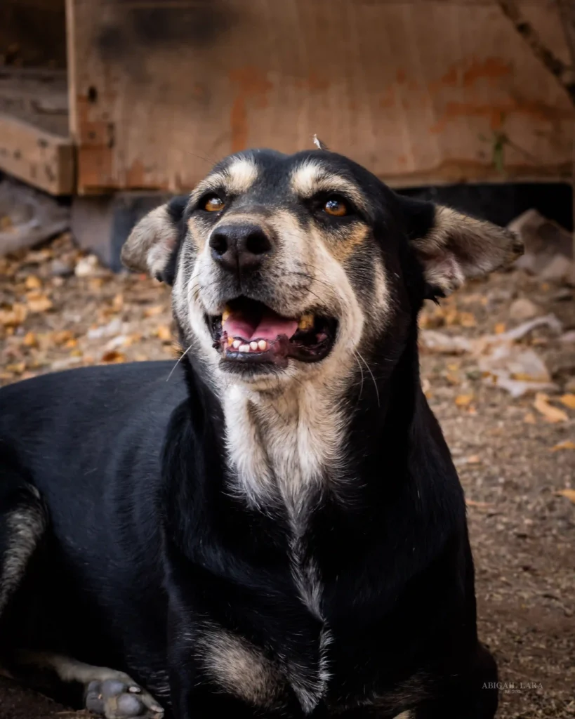 Perro negro disponible para adoptar