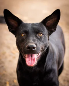 Perro negro mestizo feliz