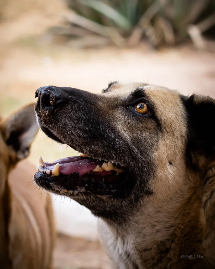 Perro viejito y feliz mirando a su dueño